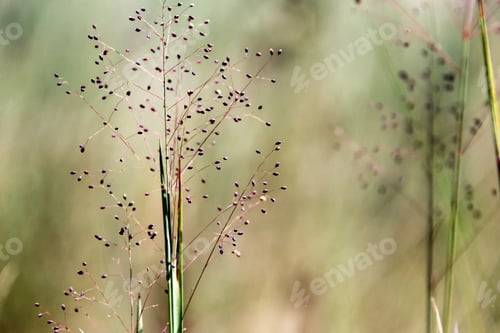 Preview: Flowers Of The Cerrado. A Typical Plant Of The Brazilian Savannah. Cerrado.