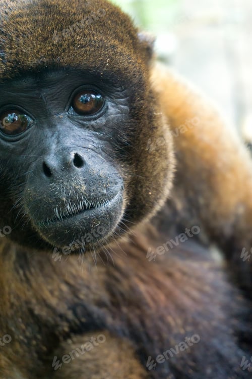 Preview: Closeup View Of A Woolly Monkey Near Iquitos, Peru
