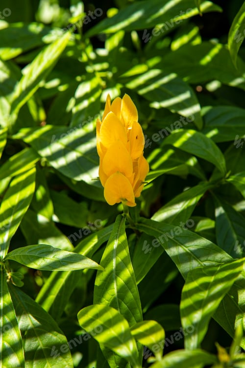 Preview: Pahistahis, Acanthus Flower In The Jungle Of America. Yellow Flower In The Field. Greenhouse