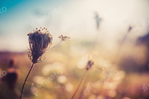 Preview: Wildflower Plants On Autumn Meadow. Selective Focus With Spider Web