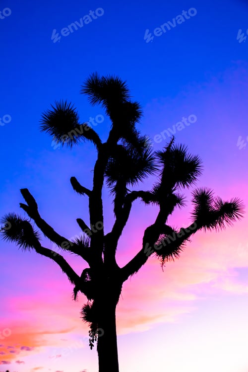Preview: Colorful Sunset Sky Of Joshua Tree From Joshua Tree National Park