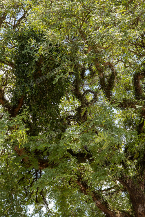 Preview: Detail Of Top Of Big Tree