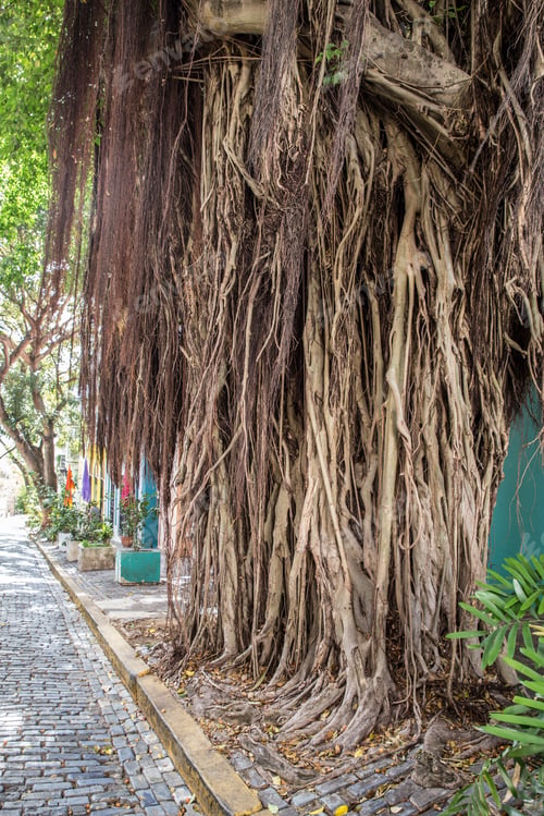 Preview: Spanish Moss Growing On Banyan Tree Along Street Of Old San Juan Puerto Rico