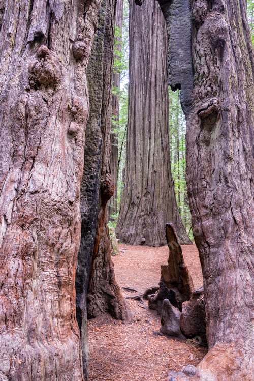 Preview: View Of Redwood Trees In Humboldt Redwoods State Park In California