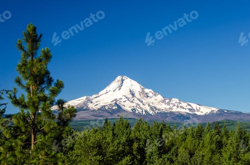 Preview: Mt. Hood Rising Above A Pine Tree Forest In Oregon
