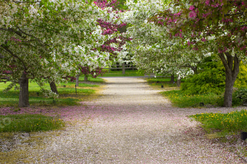Preview: Quiet Country Lane Surrounded By Spring Blossoms