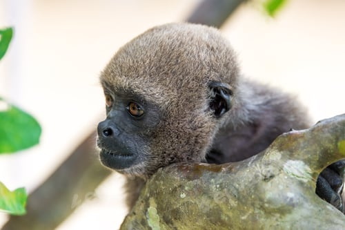 Preview: View Of The Face Of A Woolly Monkey In The Amazon Near Iquitos, Peru