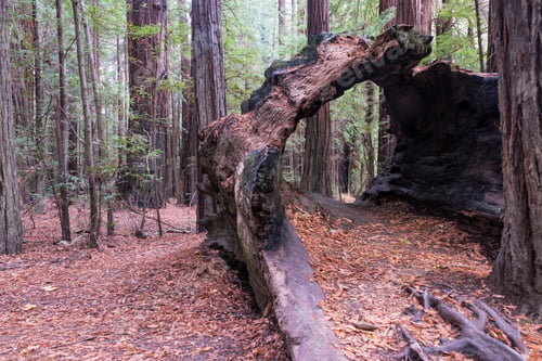 Preview: Hollow Redwood Tree Stump In Humboldt Redwoods State Park In California