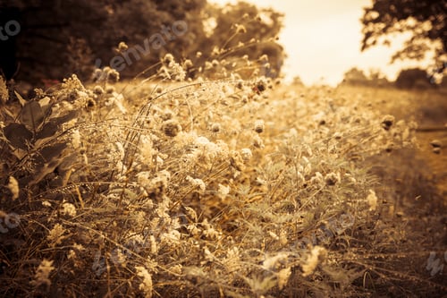 Preview: Meadow Field Wildflowers With Dew Drops In Rural Countryside Landscape Image