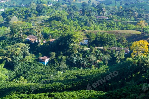 Preview: Rural Landscape Of A Coffee Plantation Outside Of Manizales, Colombia