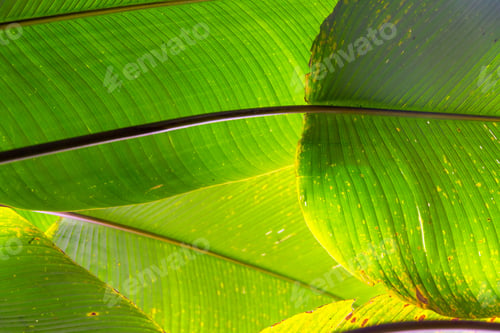 Preview: Abstract Image Of Five Large Green Leaves In A Cloud Forest Near Mindo, Ecuador