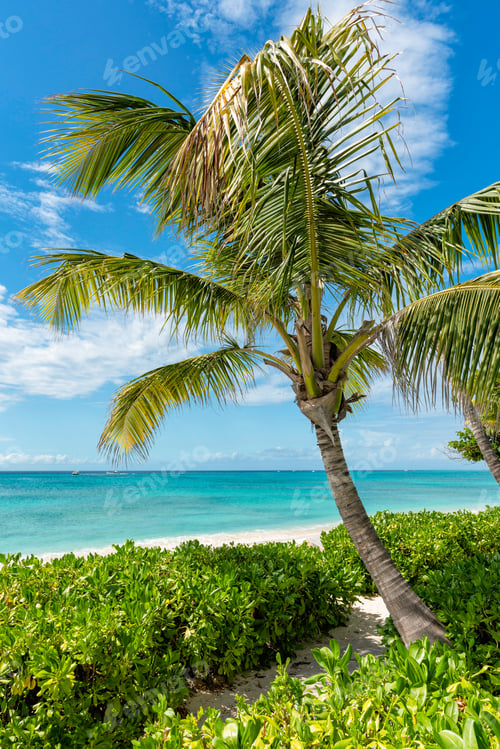 Preview: Sunny Beach With Tropical Palms