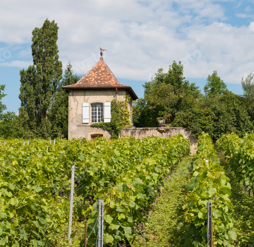Preview: Castle In The Vineyards, Vaud, Lake Geneva Region, Switzerland