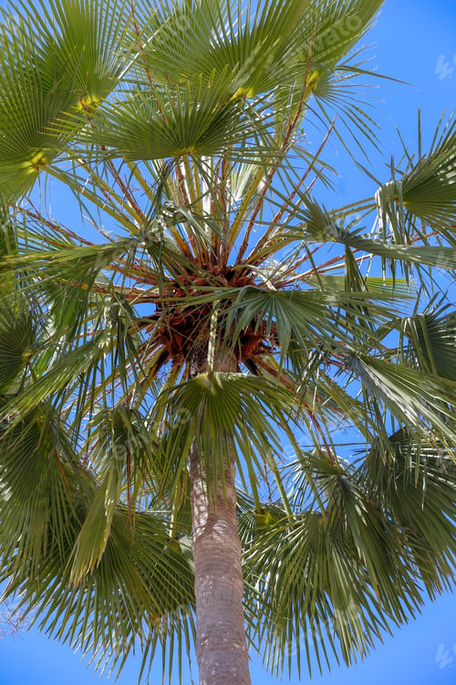 Preview: Borassus Flabellifer, Commonly Known As Palmyra Palm, Tala Palm, Toddy Palm, Wine Palm With Blue