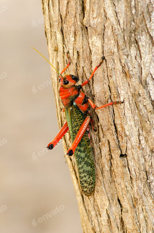 Preview: Large Red And Green Grasshopper Closeup In La Guajira, Colombia