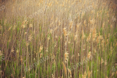 Preview: Tall Grass In Breeze With Warm Sunlight