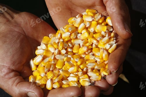 Preview: Yellow Ear Of Corn In Farmer Hands