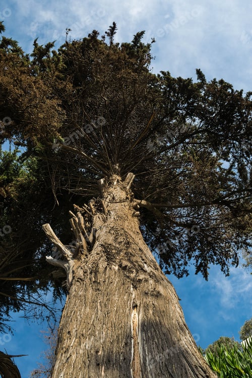 Preview: View Of Tree Trunk, Branches, Green Leaves With Blue Sky And White Cloud