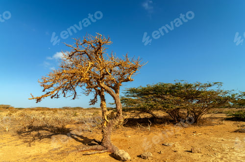 Preview: View Of A Dry Twisted Tree In A Desert In La Guajira, Colombia
