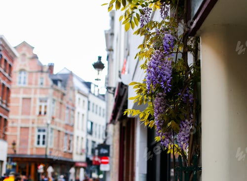 Preview: Focus On Nice Wisteria On Belgian Building, Belgium. Concept Of European Archtecture And Flowers