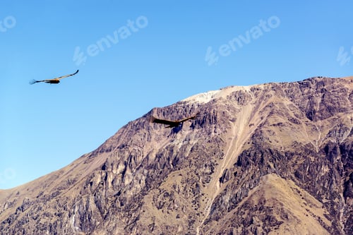 Vorschau: Zwei Andenkondore fliegen durch den Colca-Canyon in der Nähe von Arequipa, Peru