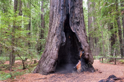 Preview: View A Burnt But Still Living Redwood Tree In Humboldt Redwoods State Park In California
