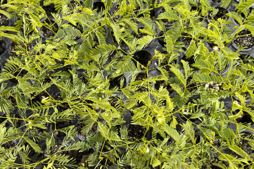 Preview: Detail Of Native Plants Growing Of Atlantic Forest In Brazil