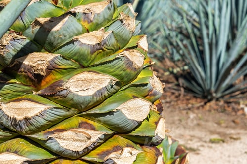 Preview: Closeup View Of A Blue Agave Plant Ready To Be Made Into Tequila In Mexico
