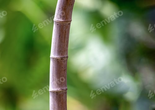 Preview: Bamboo Trunk . Nature Plant Decoration.