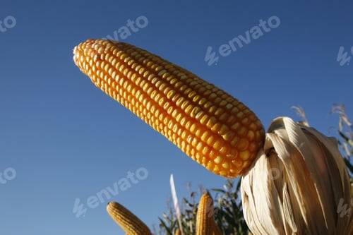Preview: Corn Plantation For Industrial Use