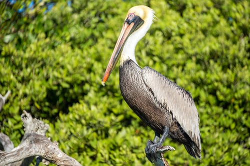 Preview: Closeup Of A Brown Pelican Near Rio Lagartos, Mexico