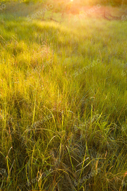 Preview: Meadow Of Tall Grass And Sunlight Nature Background Image