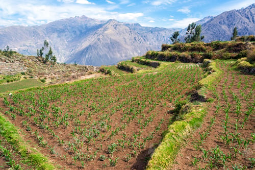 Preview: View Of A Field Of Corn In Colca Canyon In Peru