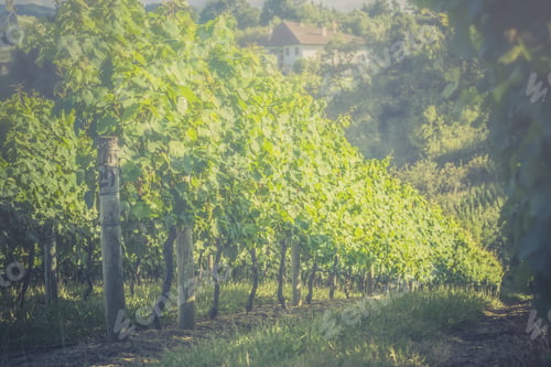 Preview: Vineyard Landscape On Foggy Morning , Spain. Countryside Farm