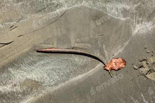 Preview: Sand Texture With Little Leaf. Sandy Beach For Background. Top View