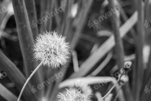 Preview: Close Up Of Dandelion With Abstract Color And Shallow Focus