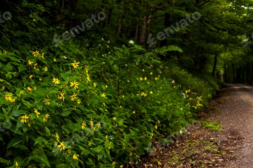 Preview: Summer Wildflowers Line A Gravel And Dirt Forest Road In The Dolly Sods Wilderness In West Virginia.