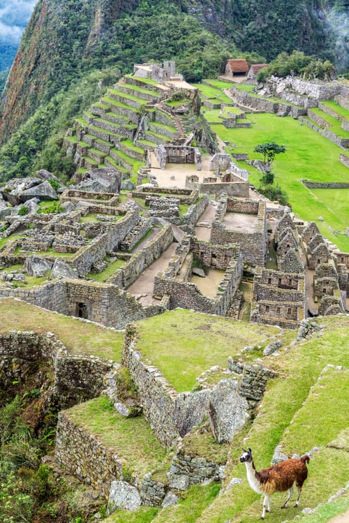 Preview: Vertical View Of A Llama With The Incan Ruins Of Machu Picchu In The Background
