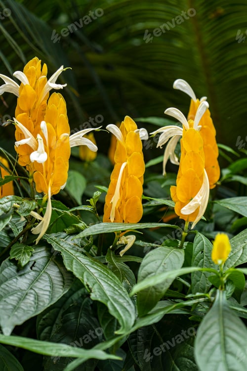 Preview: Pahistahis, Acanthus Flower In The Jungle Of America. Yellow Flower In The Field. Greenhouse
