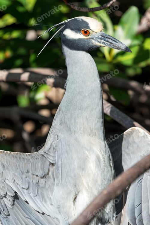 Preview: Yellow Crowned Night Heron In A Mangrove In The Sian Kaan Biosphere Reserve Near Tulum, Mexico