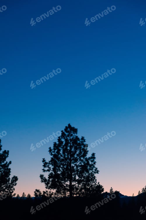 Preview: Silhouette Of A Pine Tree As Seen At Dusk With A Beautiful Blue Sky