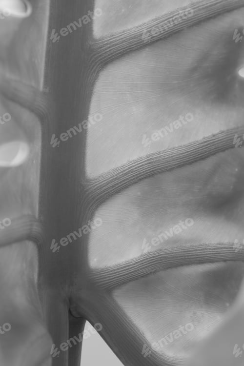 Preview: Monochrome Monstera Philodendron Close Up. Plant Green Leaf. Selective Focus
