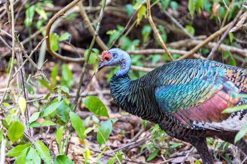 Preview: Ocellated Turkey In The Jungle In The Calakmul Biosphere Reserve In Campeche, Mexico
