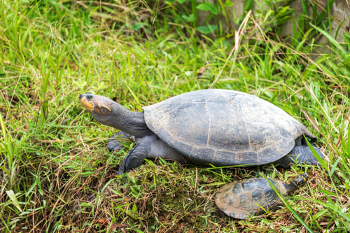 Preview: Yellow Spotted Amazon River Turtle In Iquitos, Peru