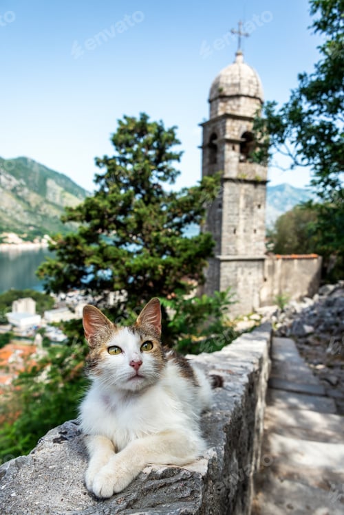 Preview: Cat Resting On The City Walls Of Kotor, Montenegro With The Church Of Our Lady Of Remedy In The