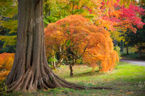 Preview: Colorful Autumn Foliage In Nature Landscape