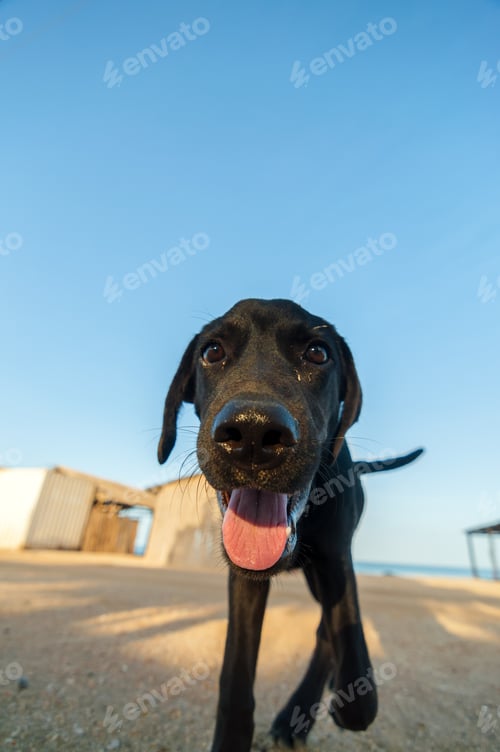 Preview: A Playful Black Dog Looking Into The Camera