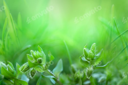 Preview: Close-Up Greenery Nature Image Of Miniature Plants In The Grass