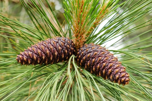 Preview: Closeup Up View Of A Pair Of Pine Cones Still Attached To The Tree