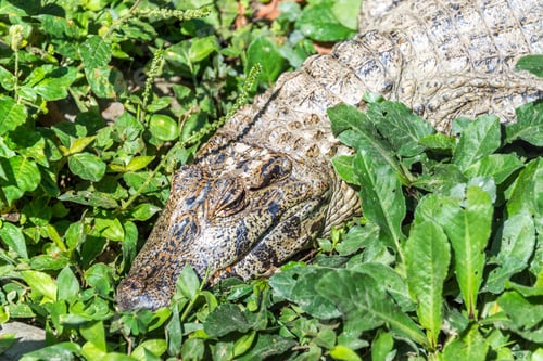 Preview: Young Caiman In The Jungle Near Coroico, Bolivia
